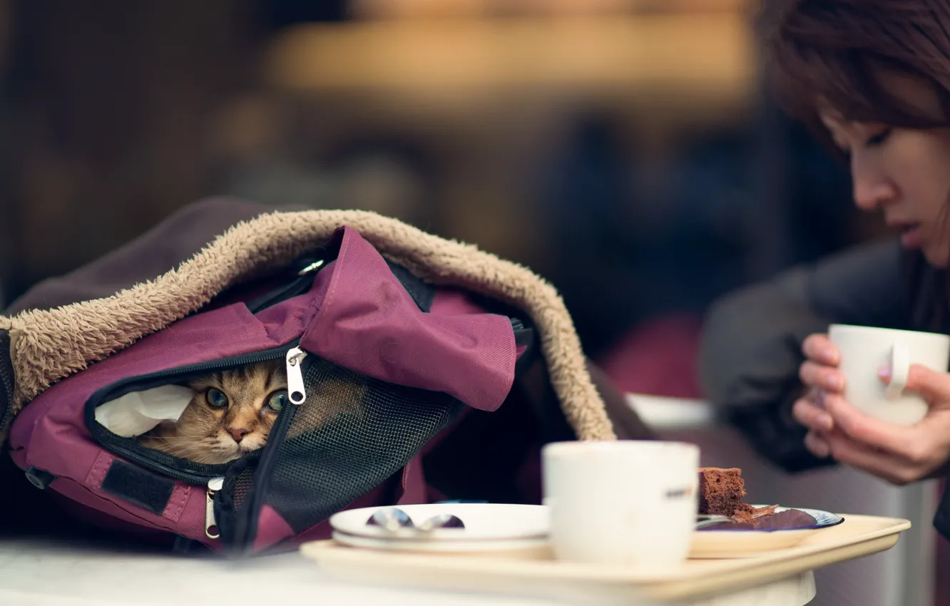 Photo wallpaper cat, bag, torode