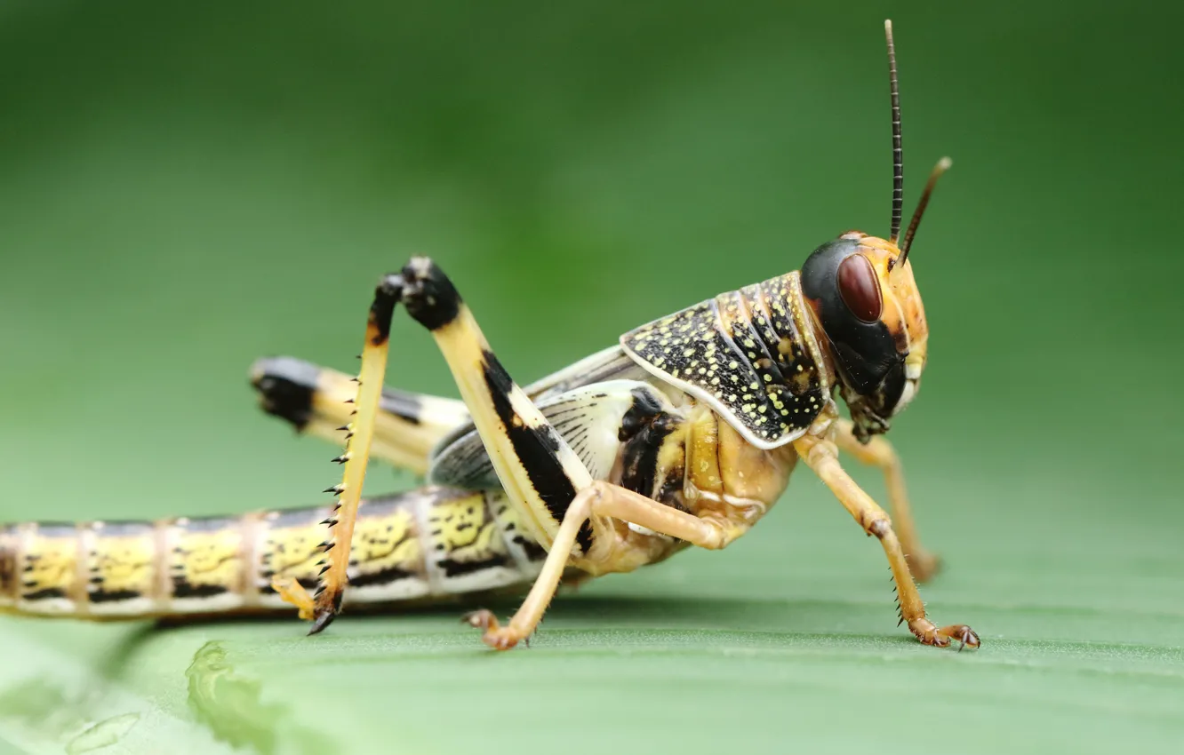 Photo wallpaper macro, background, insect, grasshopper