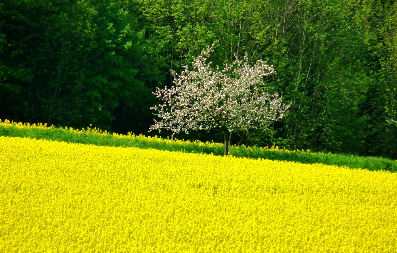 Photo wallpaper field, trees, flowers, tree, spring, Nature, flowering, trees