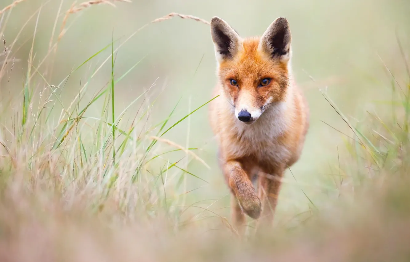Photo wallpaper summer, grass, look, face, nature, pose, background, paws
