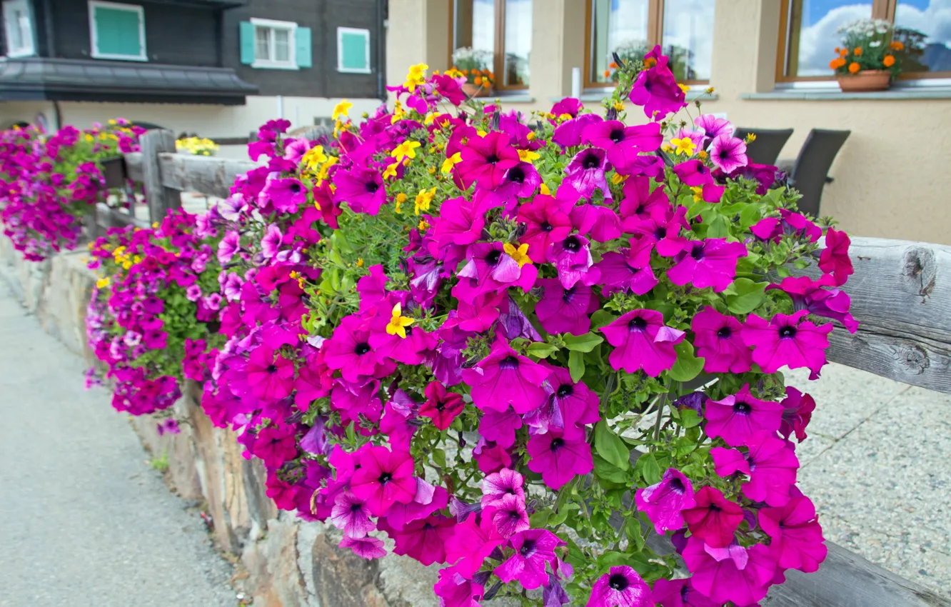 Photo wallpaper tenderness, buds, flowering, Petunia, calibrachoa