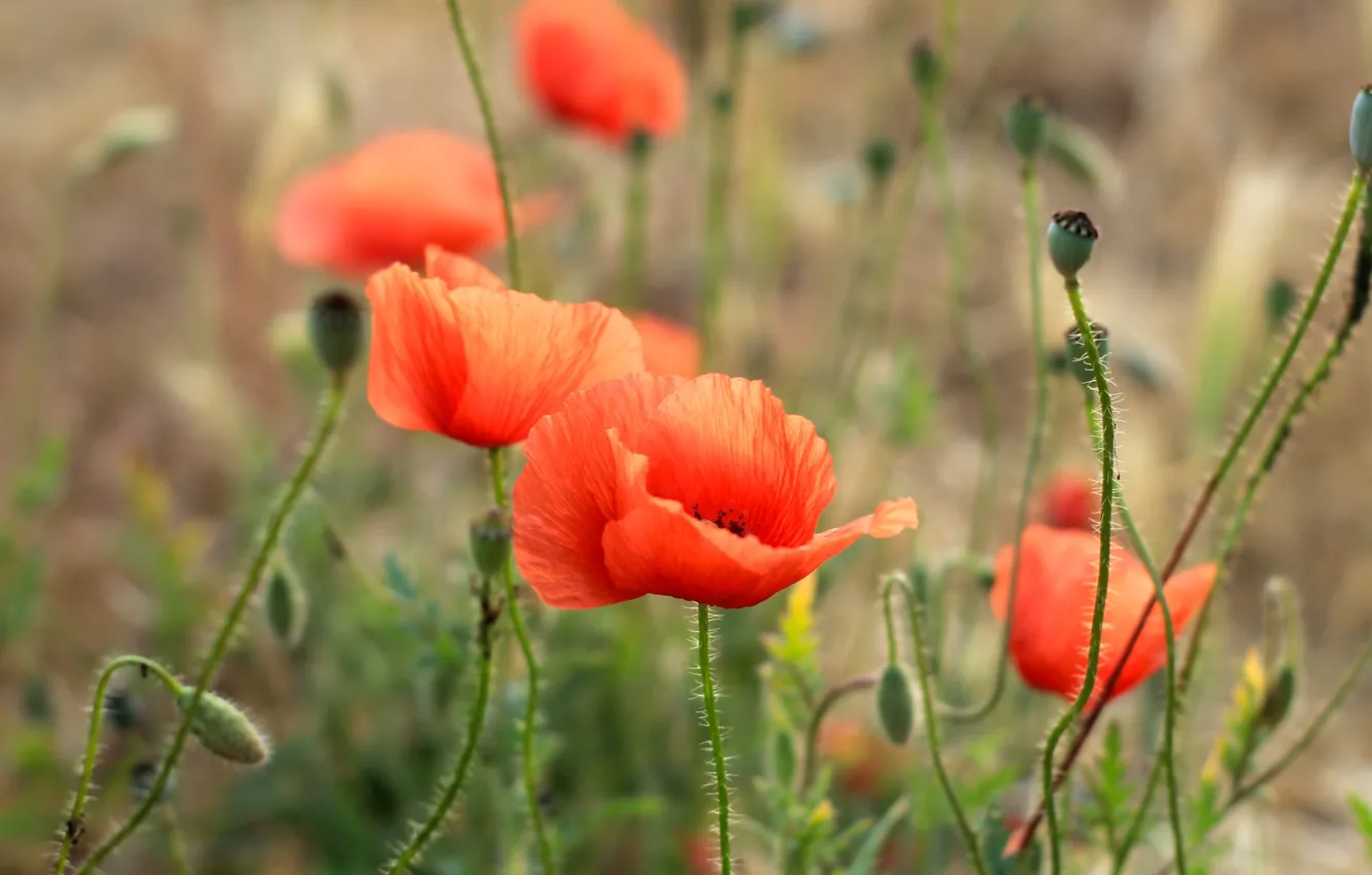 Photo wallpaper red, flower, field, poppy, meadow, blooming