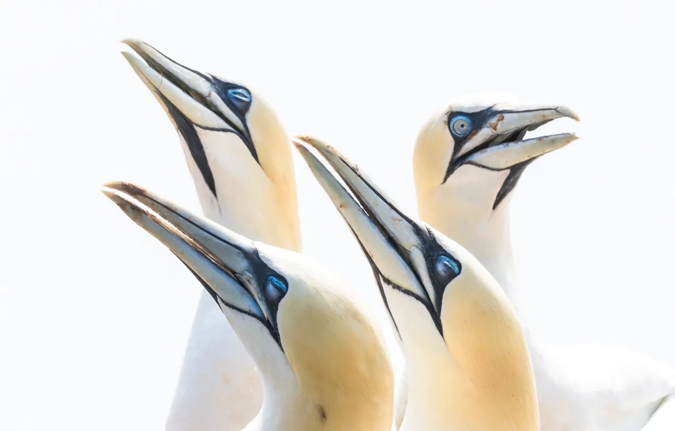 Photo wallpaper bird, beak, the Northern Gannet