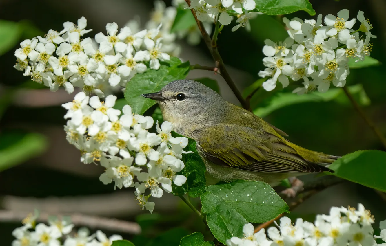 Photo wallpaper white, leaves, flowers, branches, bird, spring, flowering, cherry