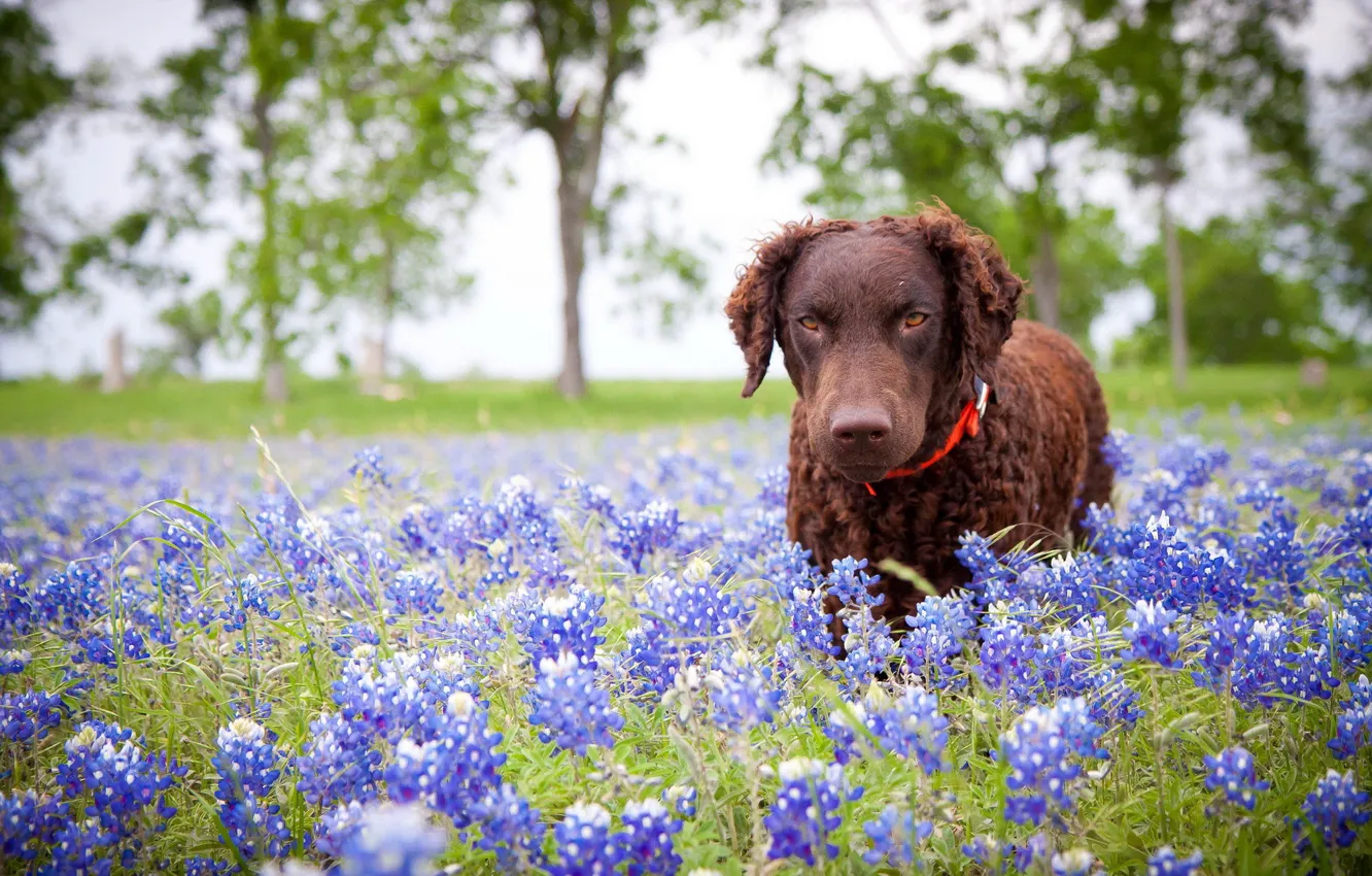 Photo wallpaper flowers, nature, dog