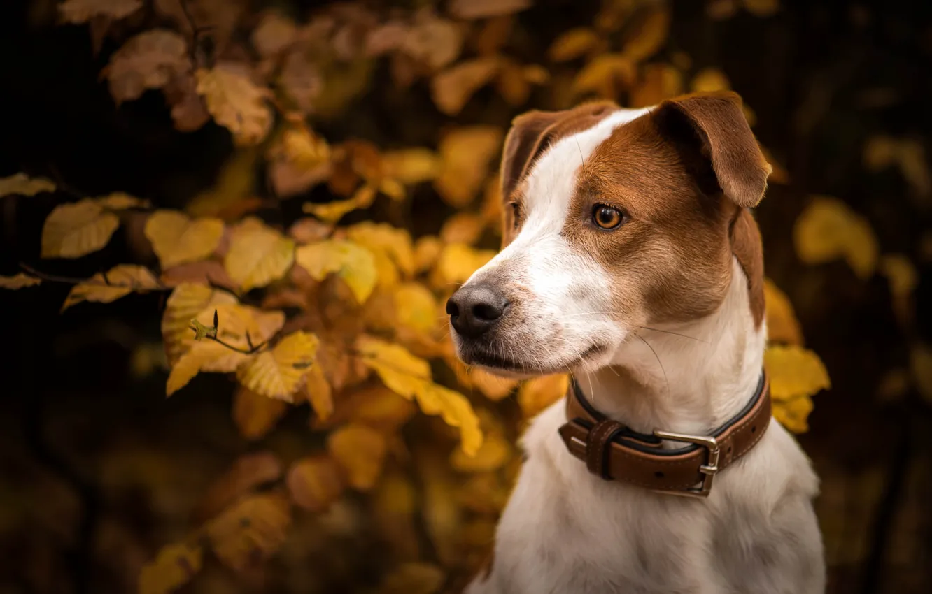 Photo wallpaper autumn, look, face, leaves, branches, portrait, dog, collar