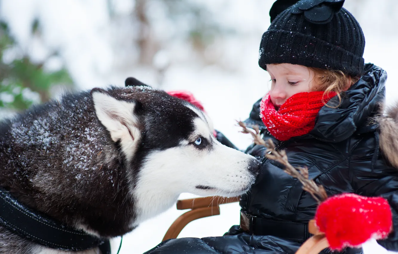 Photo wallpaper winter, children, dog, girl, husky