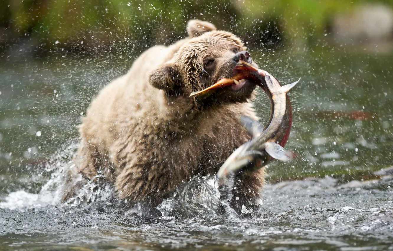 Photo wallpaper drops, squirt, fish, bear, bear, brown bear, USA, Alaska