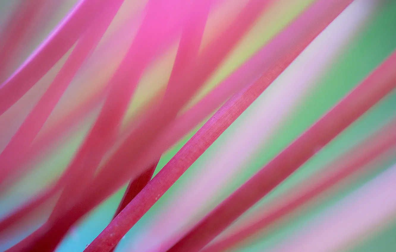 Photo wallpaper background, stems, pink