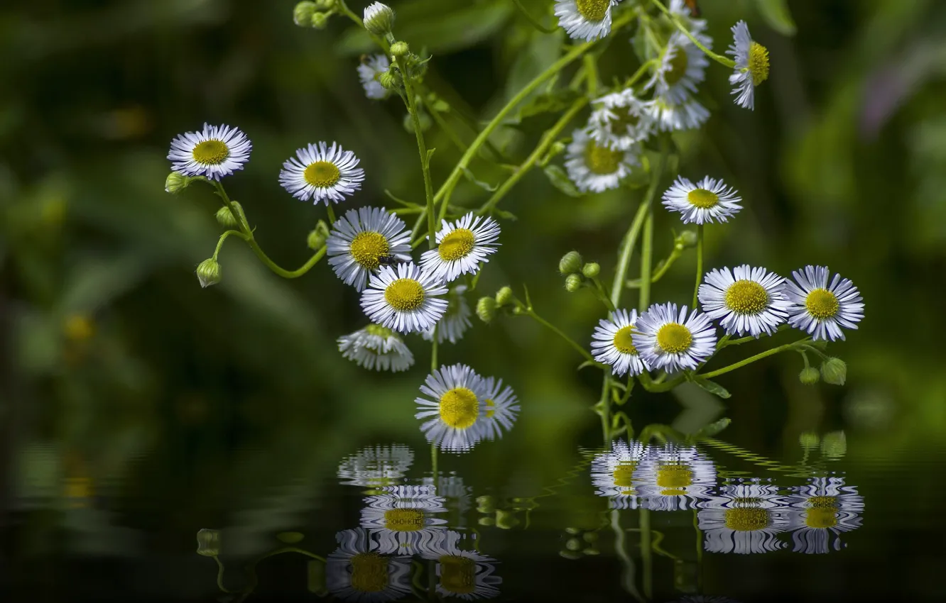 Photo wallpaper water, light, flowers, reflection, photoshop, white, green background, bokeh