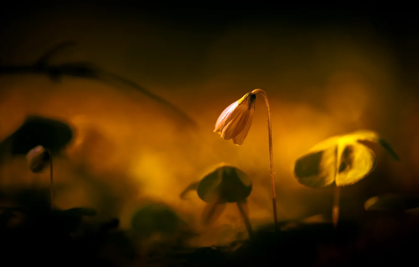 Photo wallpaper flowers, nature, background