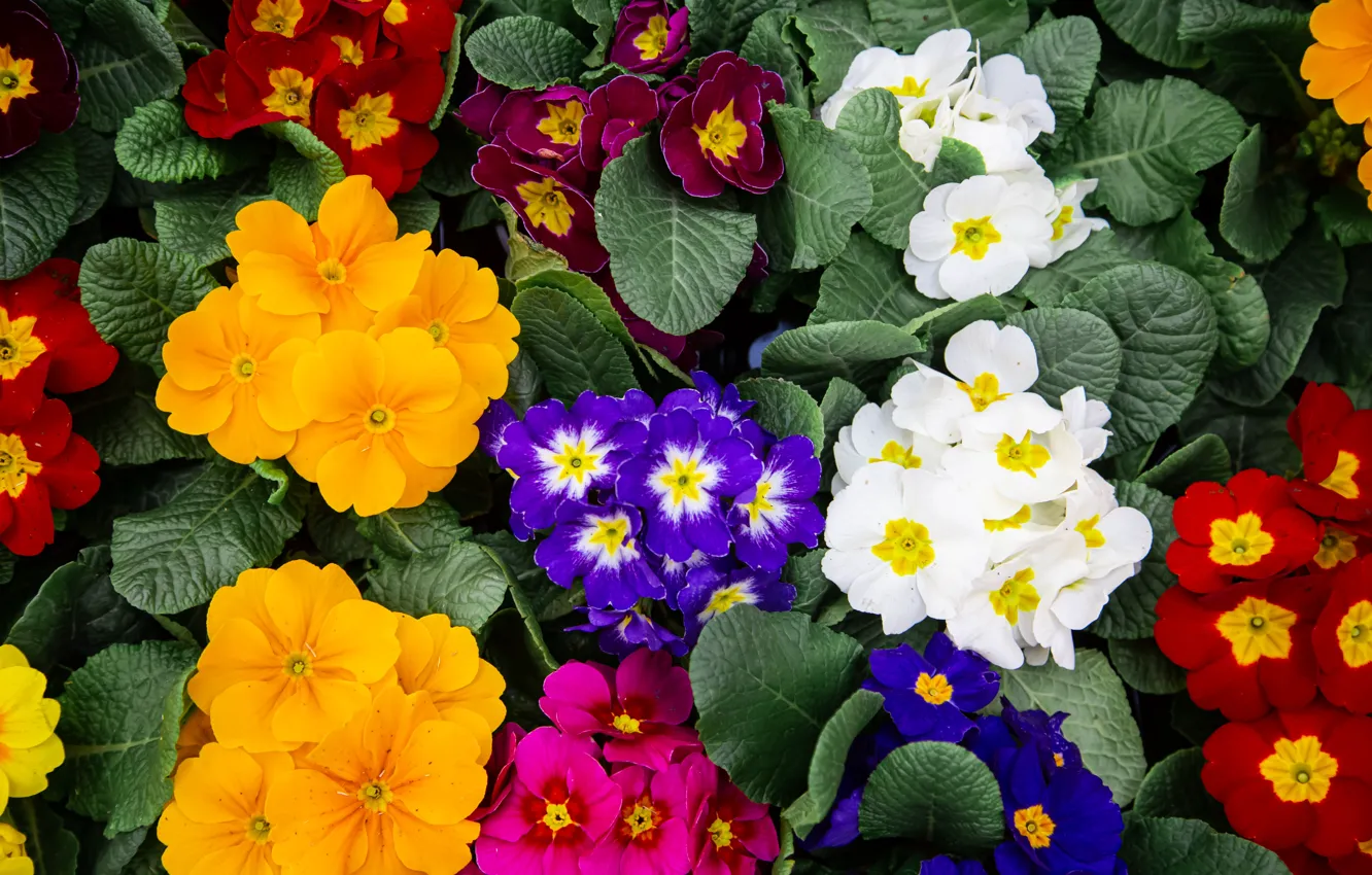Photo wallpaper purple, flowers, yellow, white, different, lilac, Primula