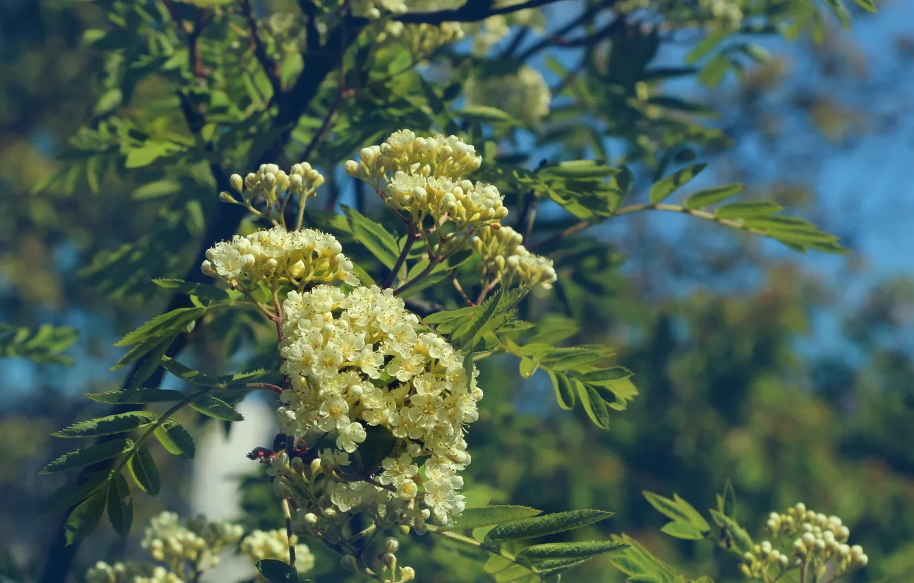 Photo wallpaper white, flower, twig