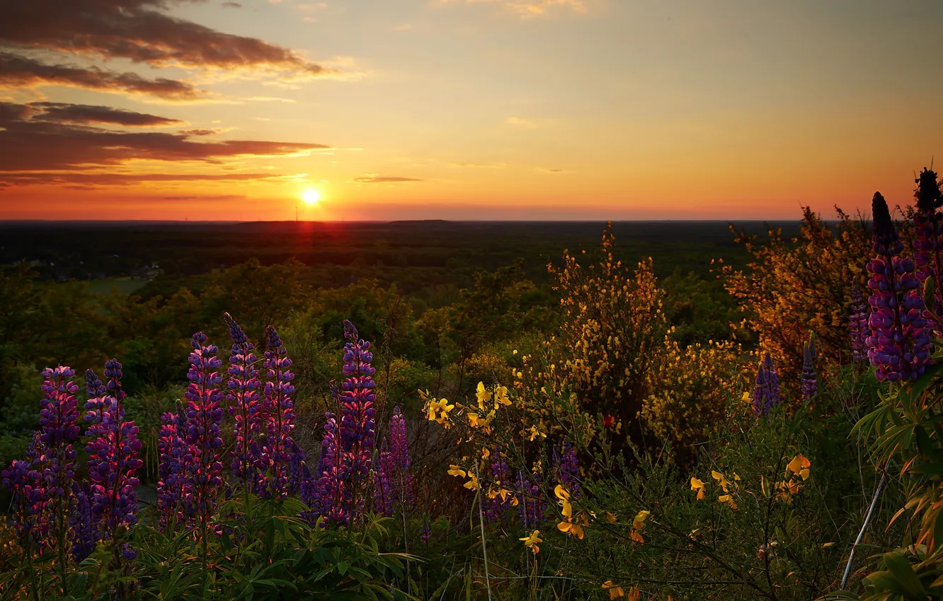 Photo wallpaper field, the sun, sunset, flowers, nature, the evening, Russia