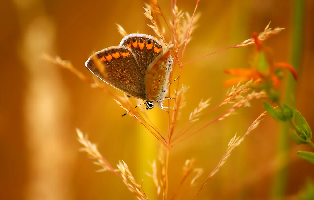 Photo wallpaper butterfly, spikelets, insect, bokeh