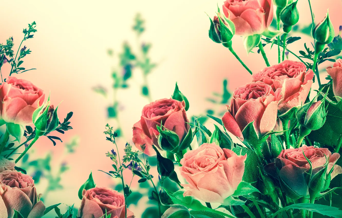 Photo wallpaper flowers, roses, buds