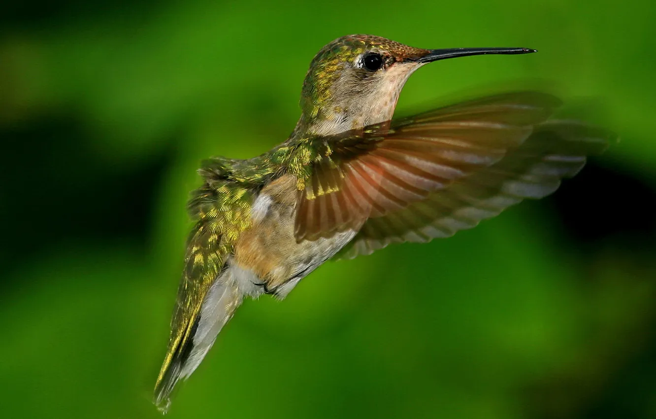 Photo wallpaper background, bird, blur, Hummingbird