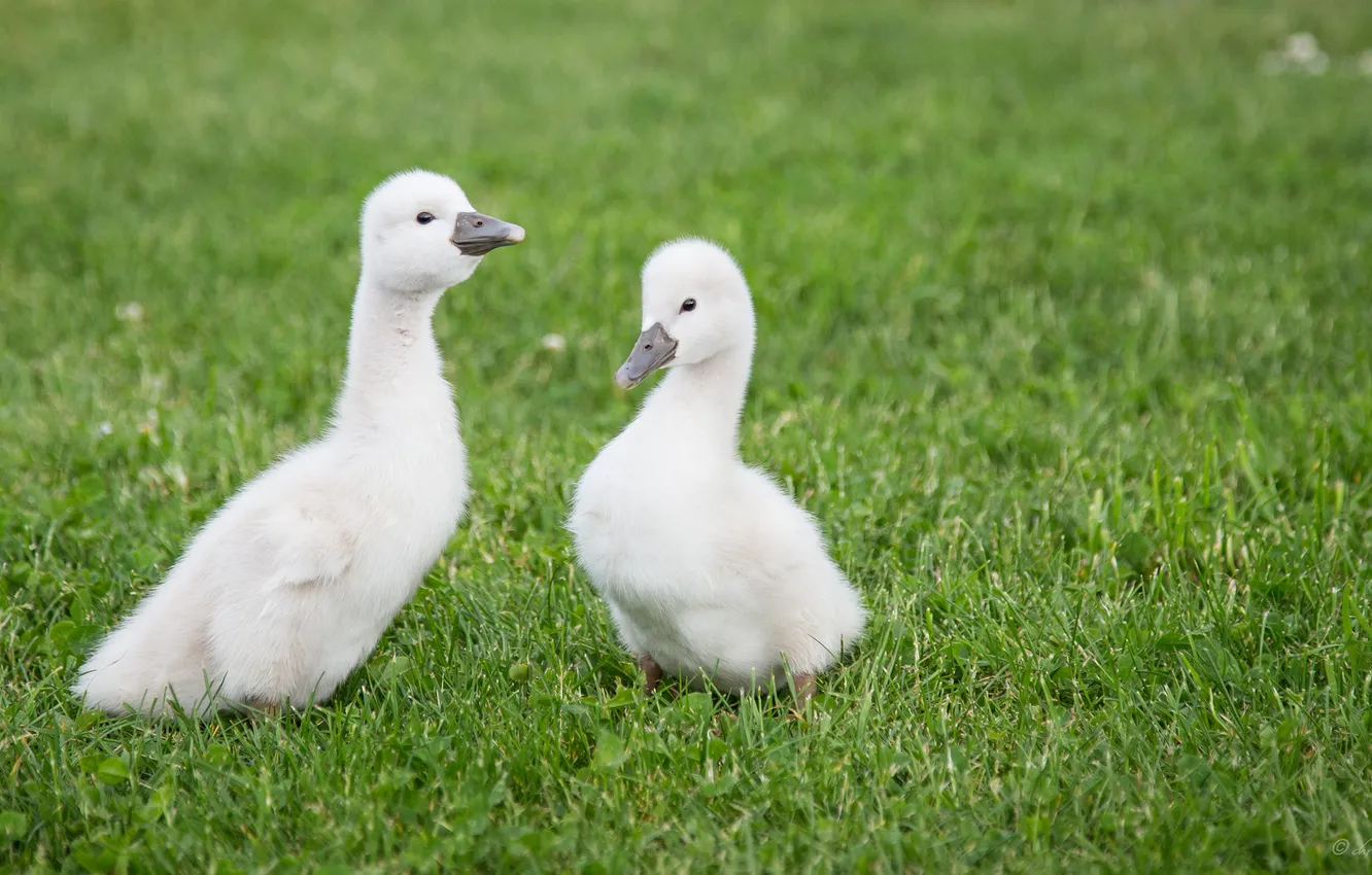 Photo wallpaper grass, small, grass, swans, small, swans
