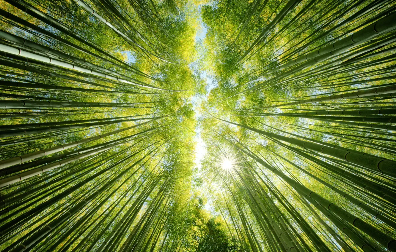 Photo wallpaper forest, the sky, the sun, nature, up, bamboo