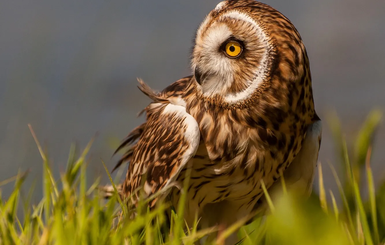 Photo wallpaper grass, owl, bird, Short-eared owl