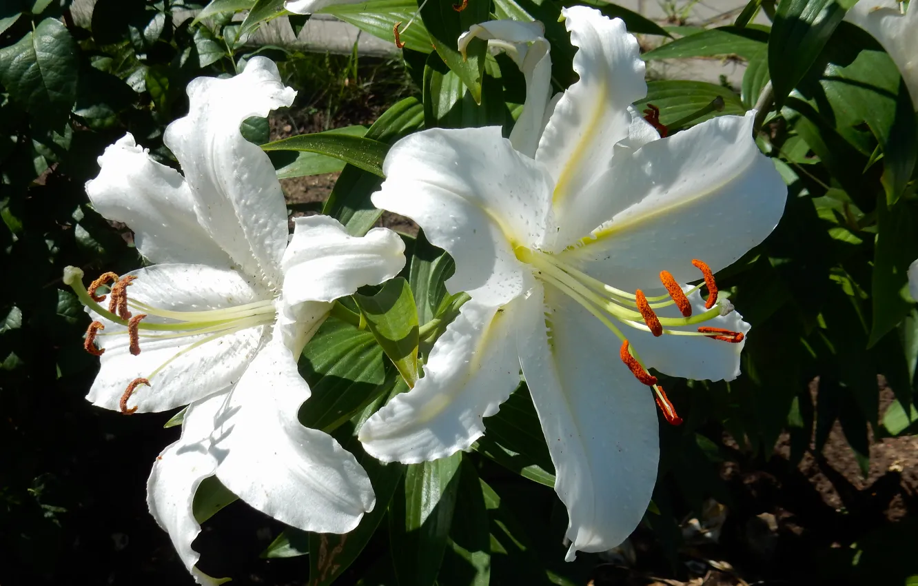 Photo wallpaper grass, flowers, widescreen, Wallpaper, Lily, wallpaper, widescreen, background