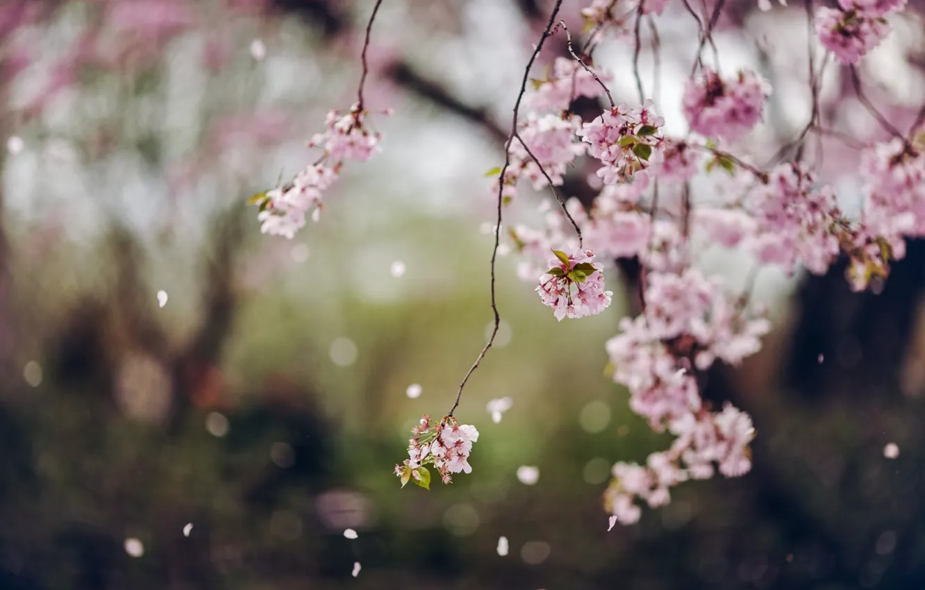 Photo wallpaper flowers, spring, petals, Trees, flowering