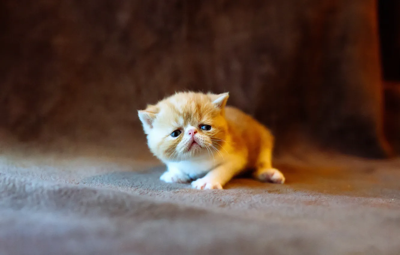 Photo wallpaper cat, cat, the dark background, small, baby, muzzle, floor, lies