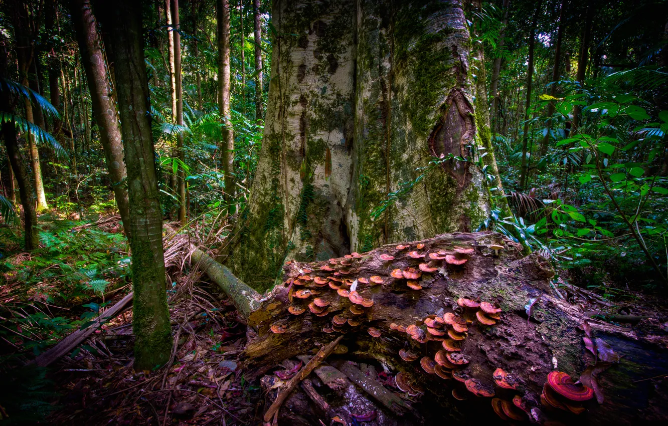 Photo wallpaper forest, trees, thickets, mushrooms, trunk