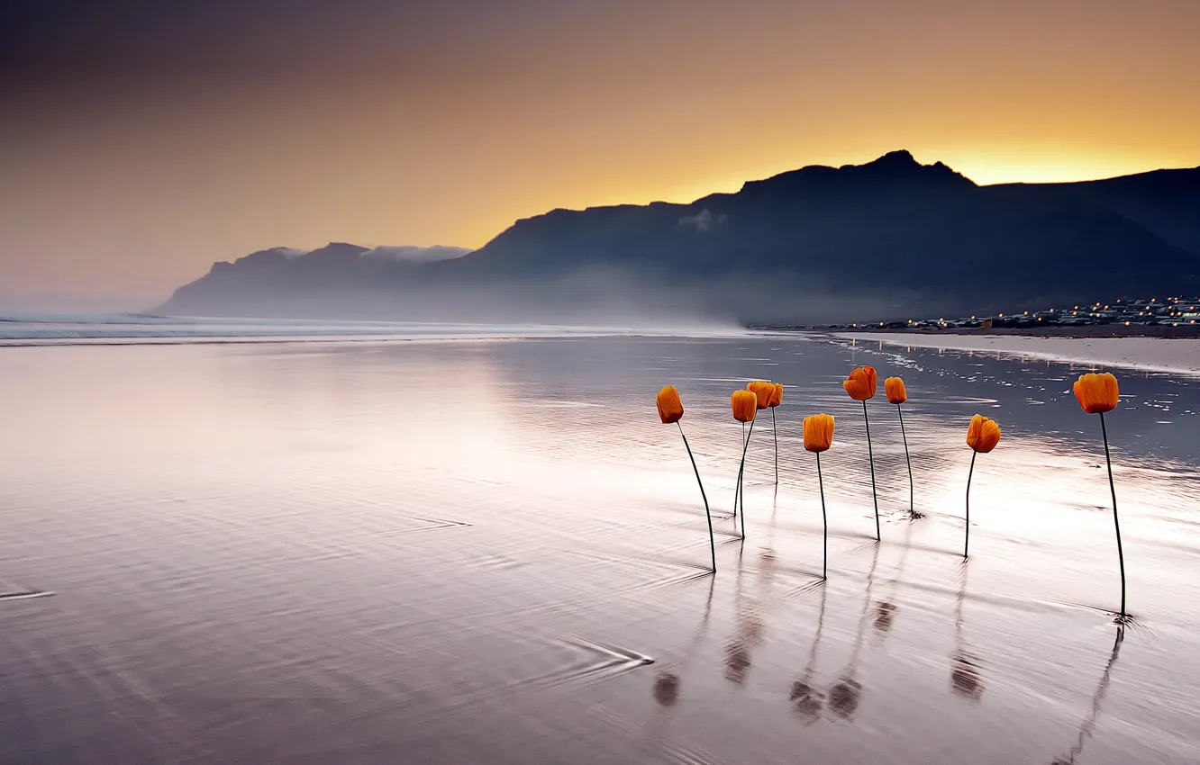 Photo wallpaper sea, landscape, sunset, flowers