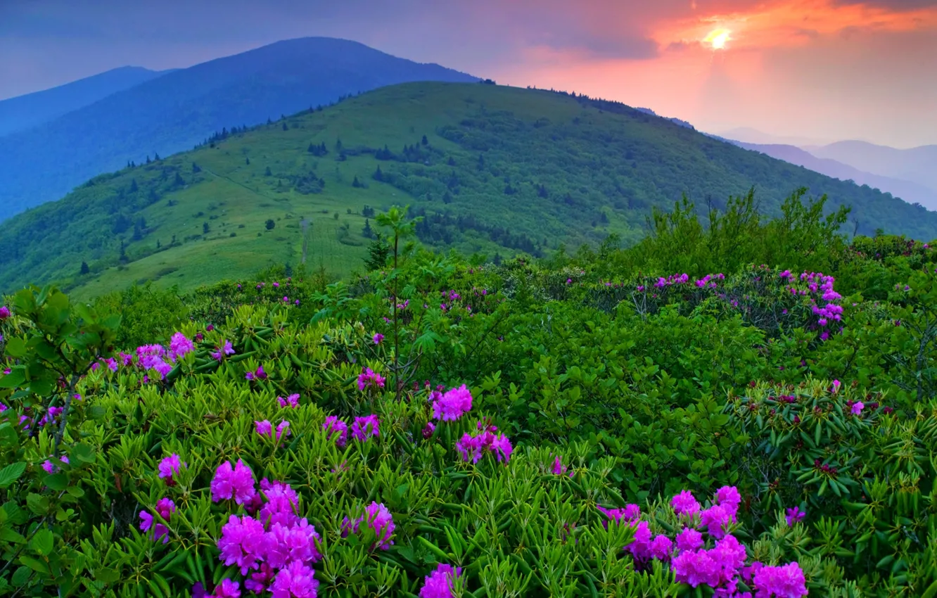 Photo wallpaper the sky, grass, trees, landscape, sunset, flowers, mountains, nature