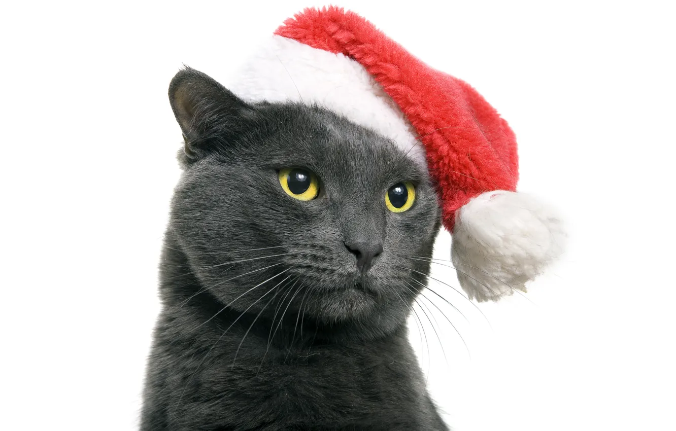 Photo wallpaper cat, cat, red, grey, animal, holiday, dark, new year