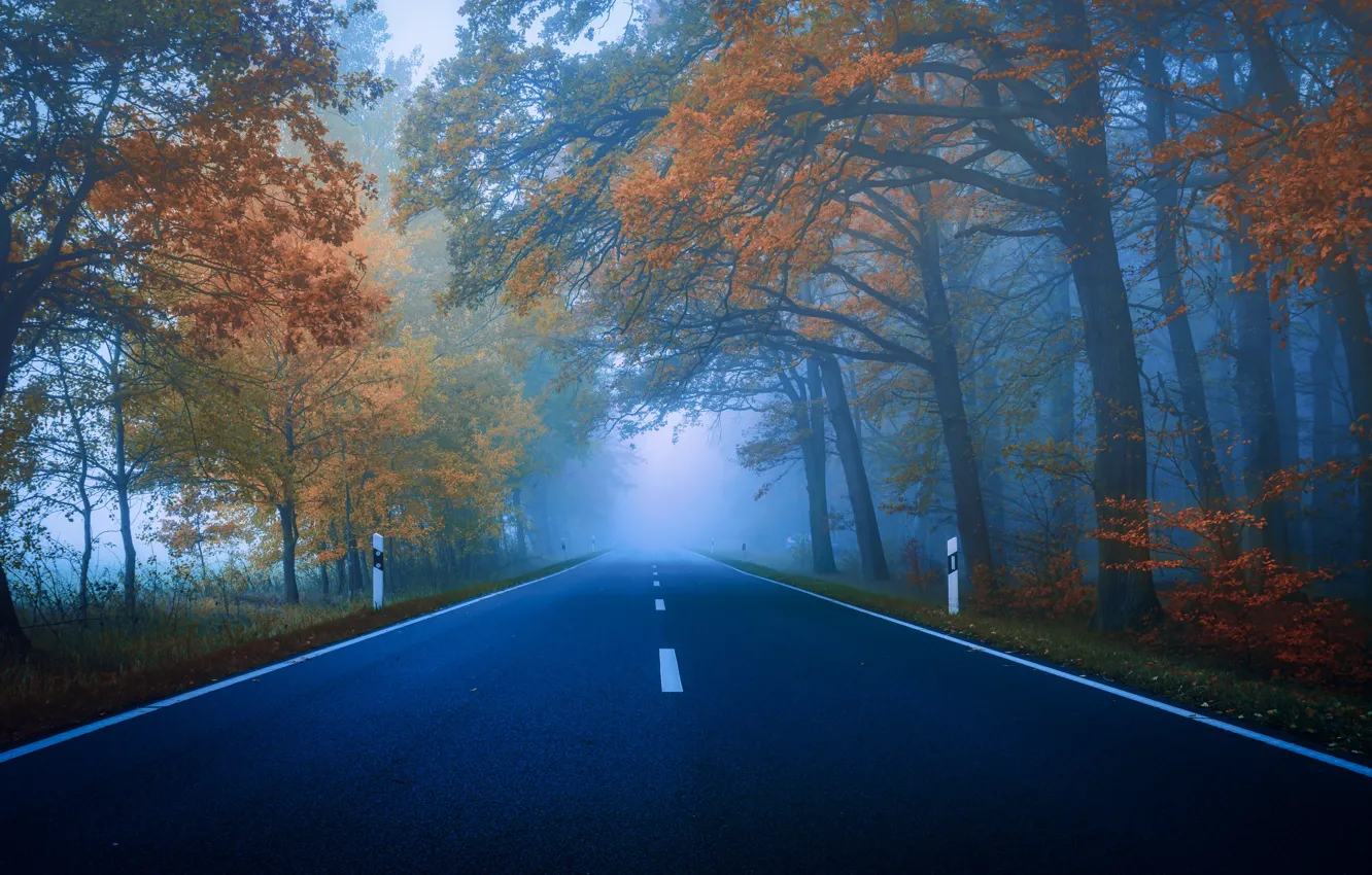 Photo wallpaper road, autumn, forest, trees, fog, Park, blue, markup