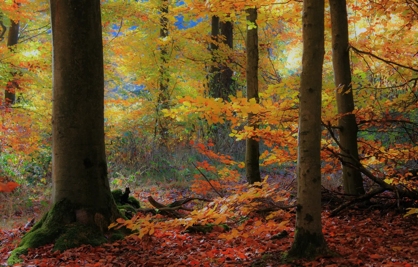 Photo wallpaper foliage, Park, trees, branches, autumn, forest, trunk