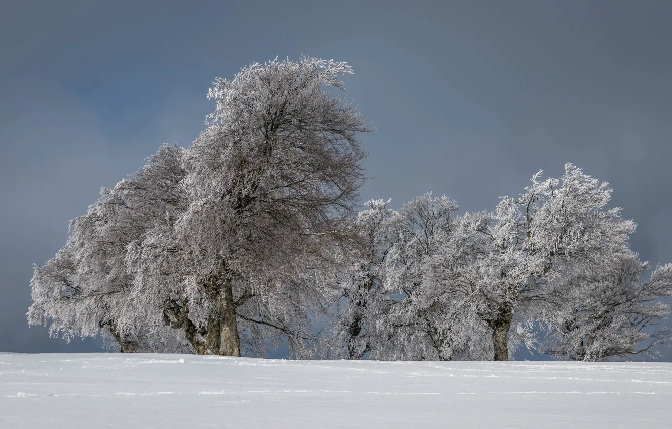Photo wallpaper winter, field, snow, trees