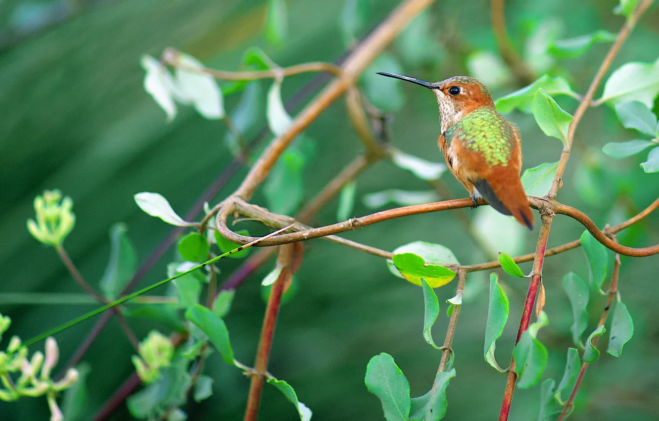 Photo wallpaper leaves, nature, bird, branch, beak