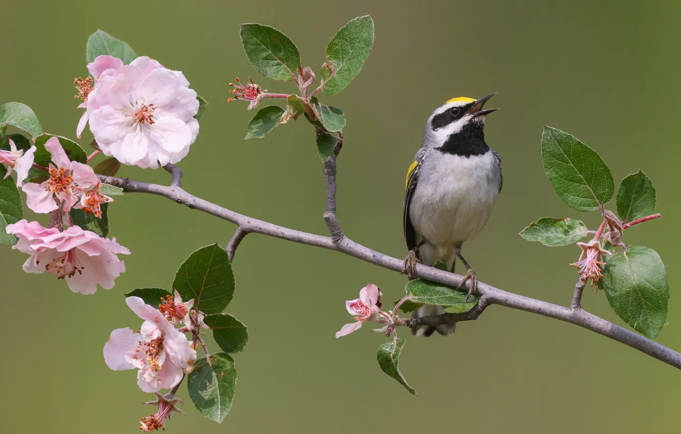 Photo wallpaper flowers, branches, bird, spring, flowering, bokeh