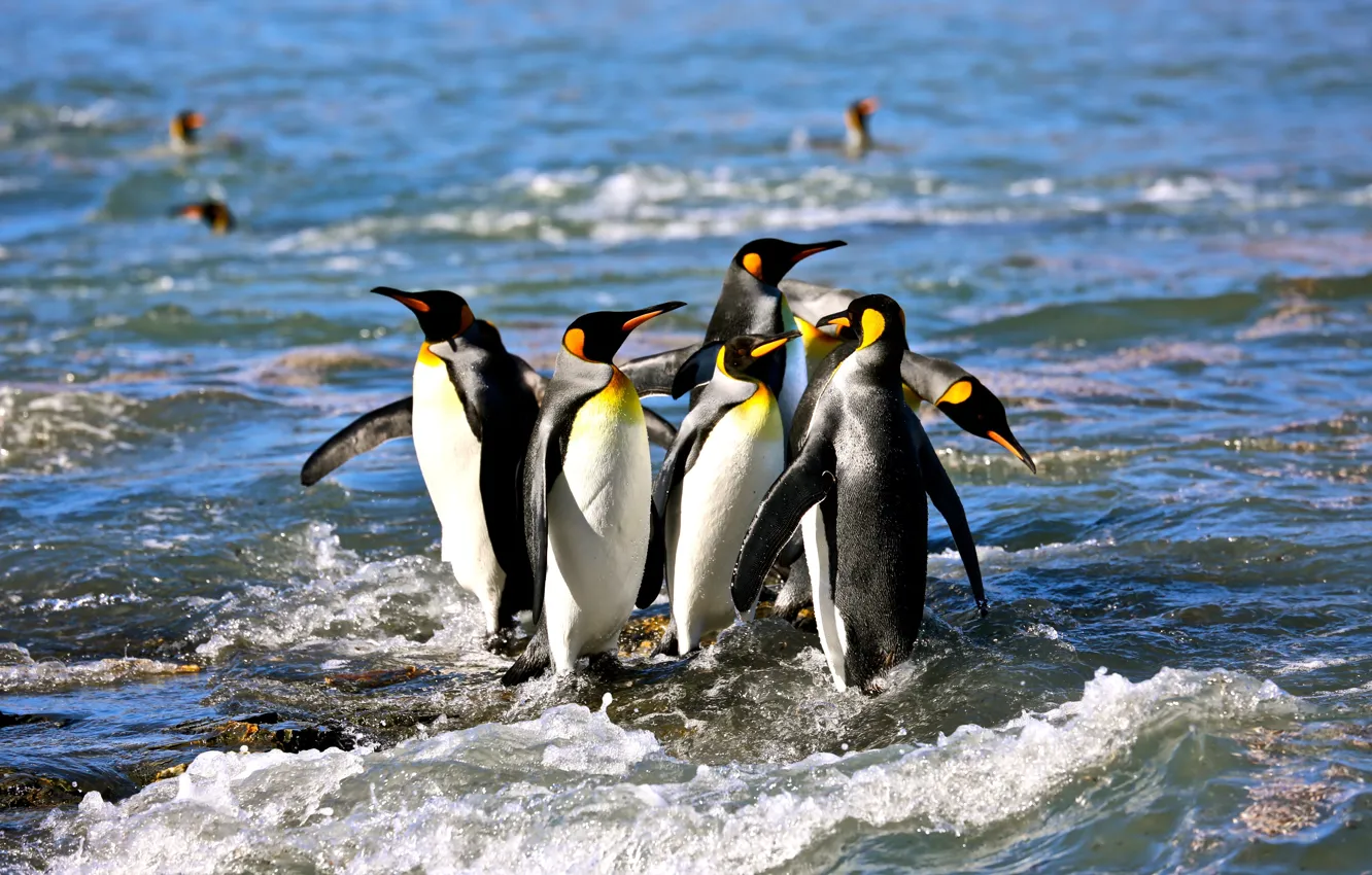 Photo wallpaper sea, wave, bird, pack, penguins