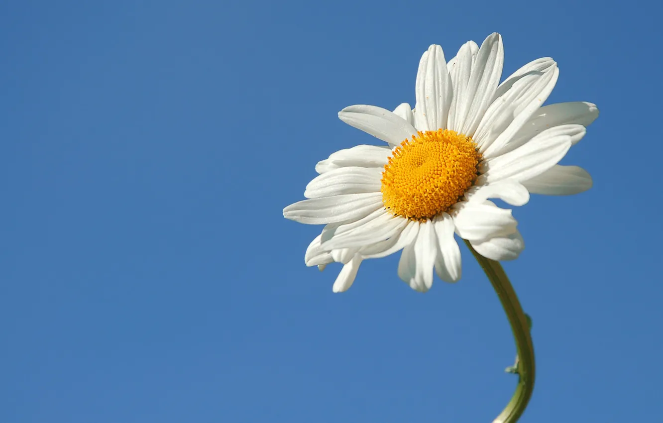Photo wallpaper flower, summer, the sky, Daisy