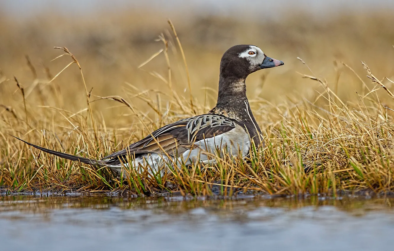 Photo wallpaper water, long-tailed duck, bird, nature, Sauk, grass, duck