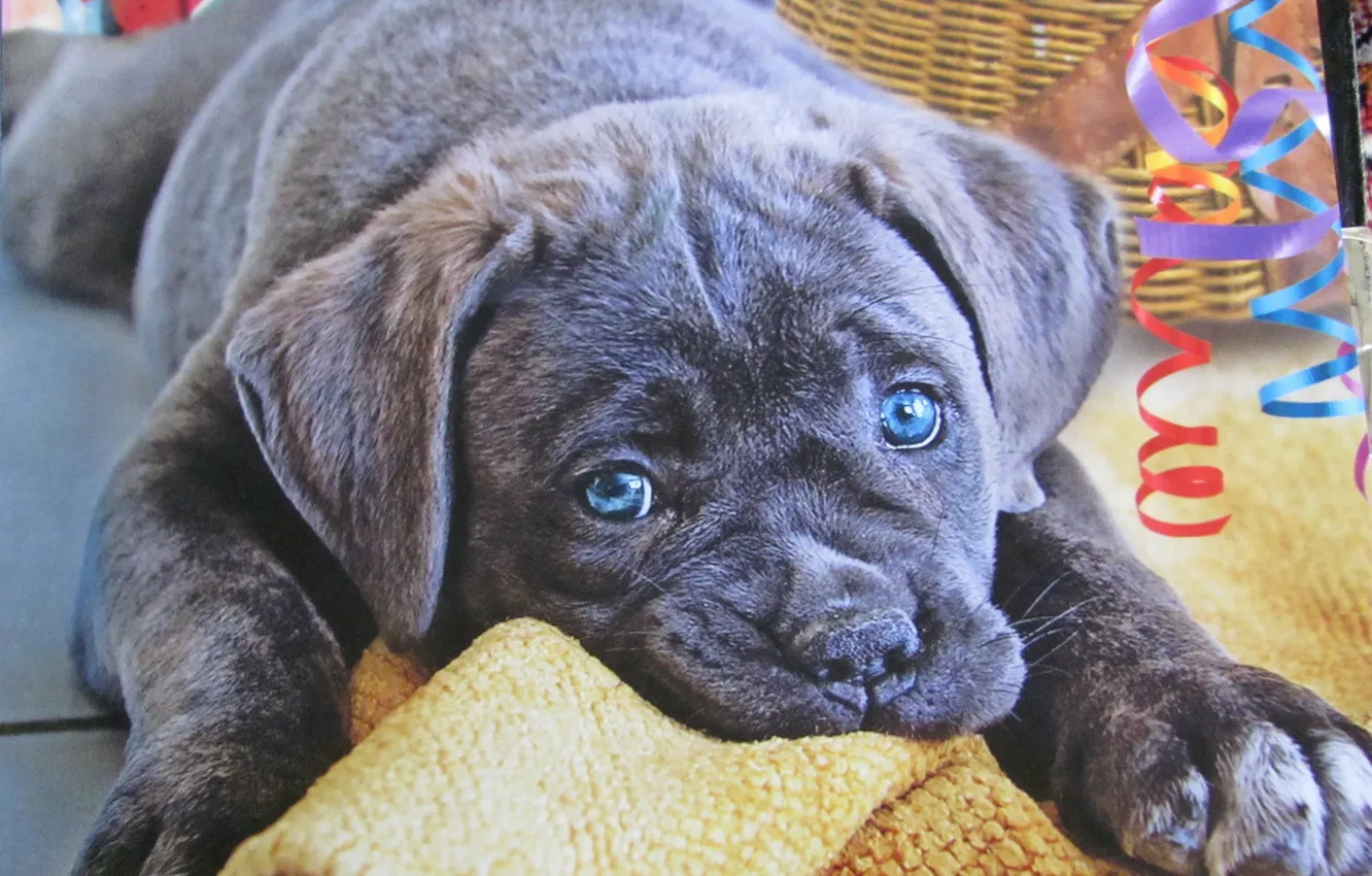 Photo wallpaper eyes, blue, puppy, ears