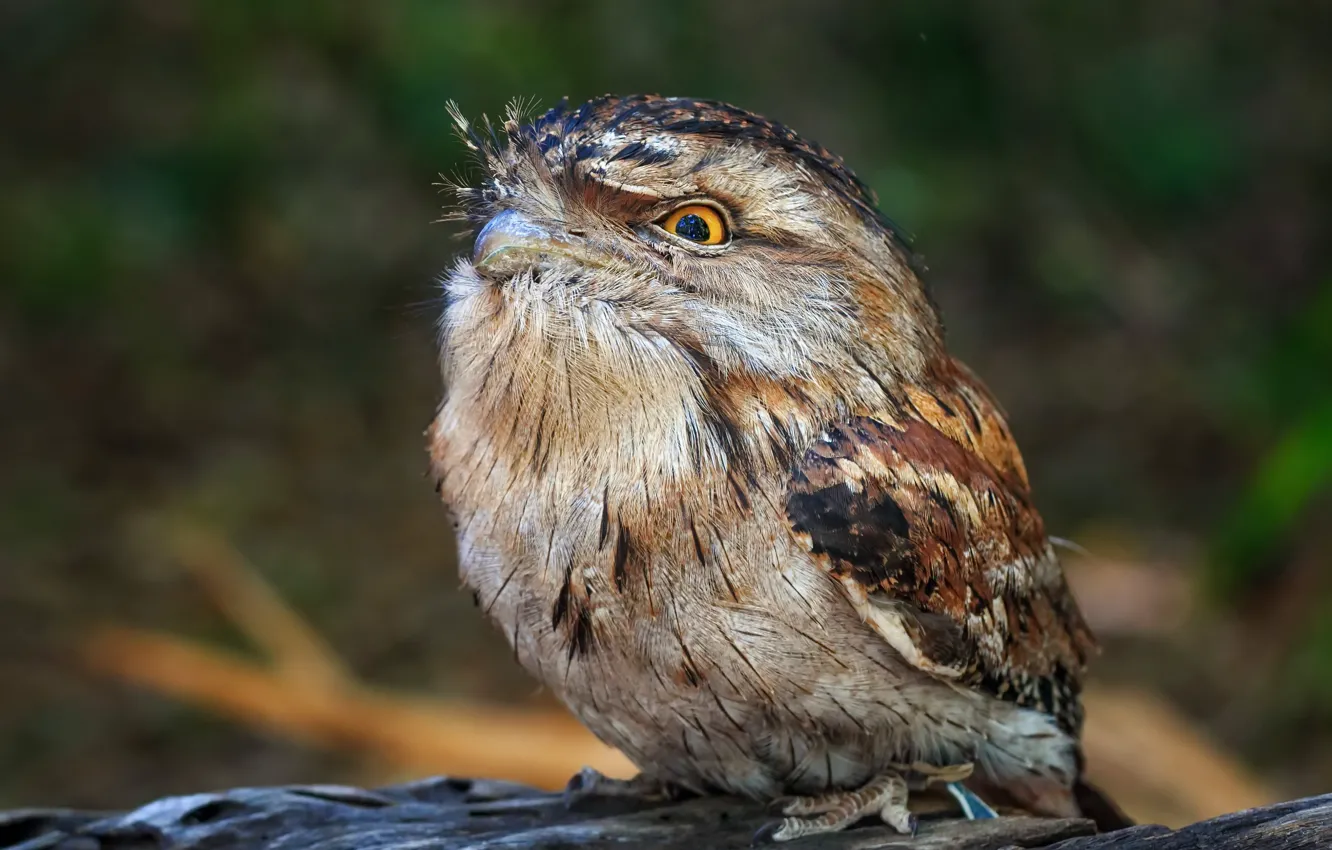 Photo wallpaper nature, bird, Tawny Frogmouth, Smoky legoscia