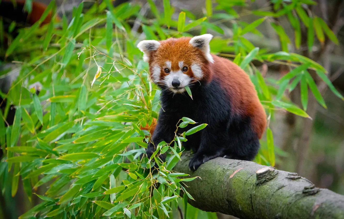 Photo wallpaper greens, summer, look, leaves, trees, nature, pose, background