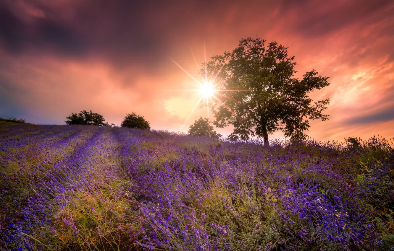 Photo wallpaper field, summer, sunset, flowers