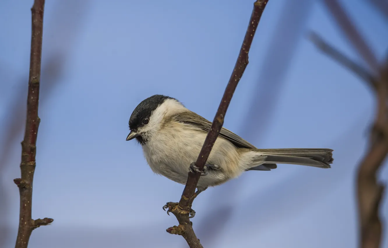 Photo wallpaper winter, bird, tit, tit, photohunt