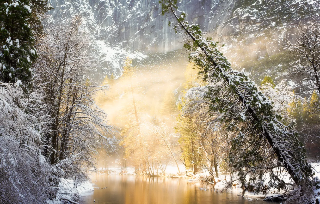 Photo wallpaper winter, forest, light, trees, nature, fog, river, photo