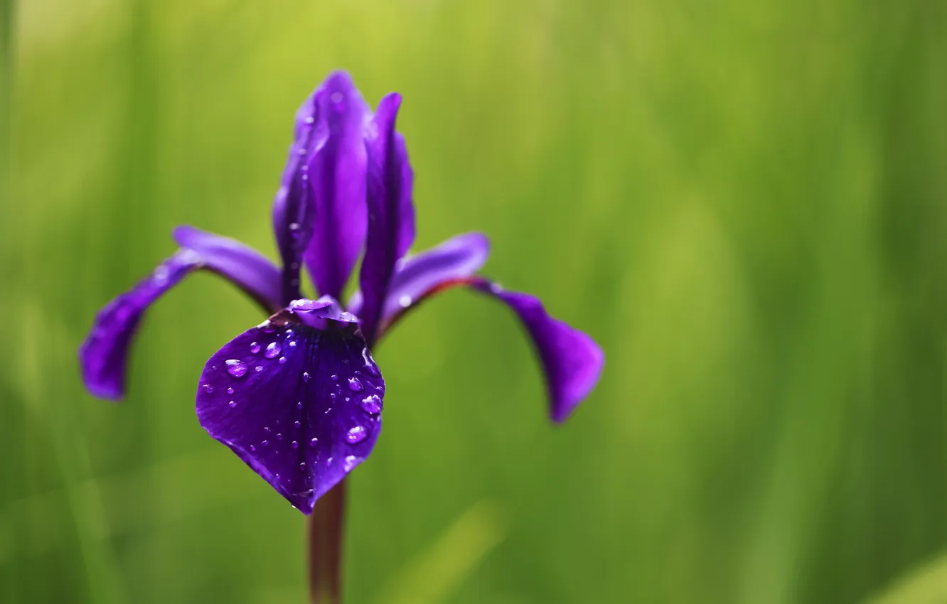 Photo wallpaper drops, macro, flowers, nature