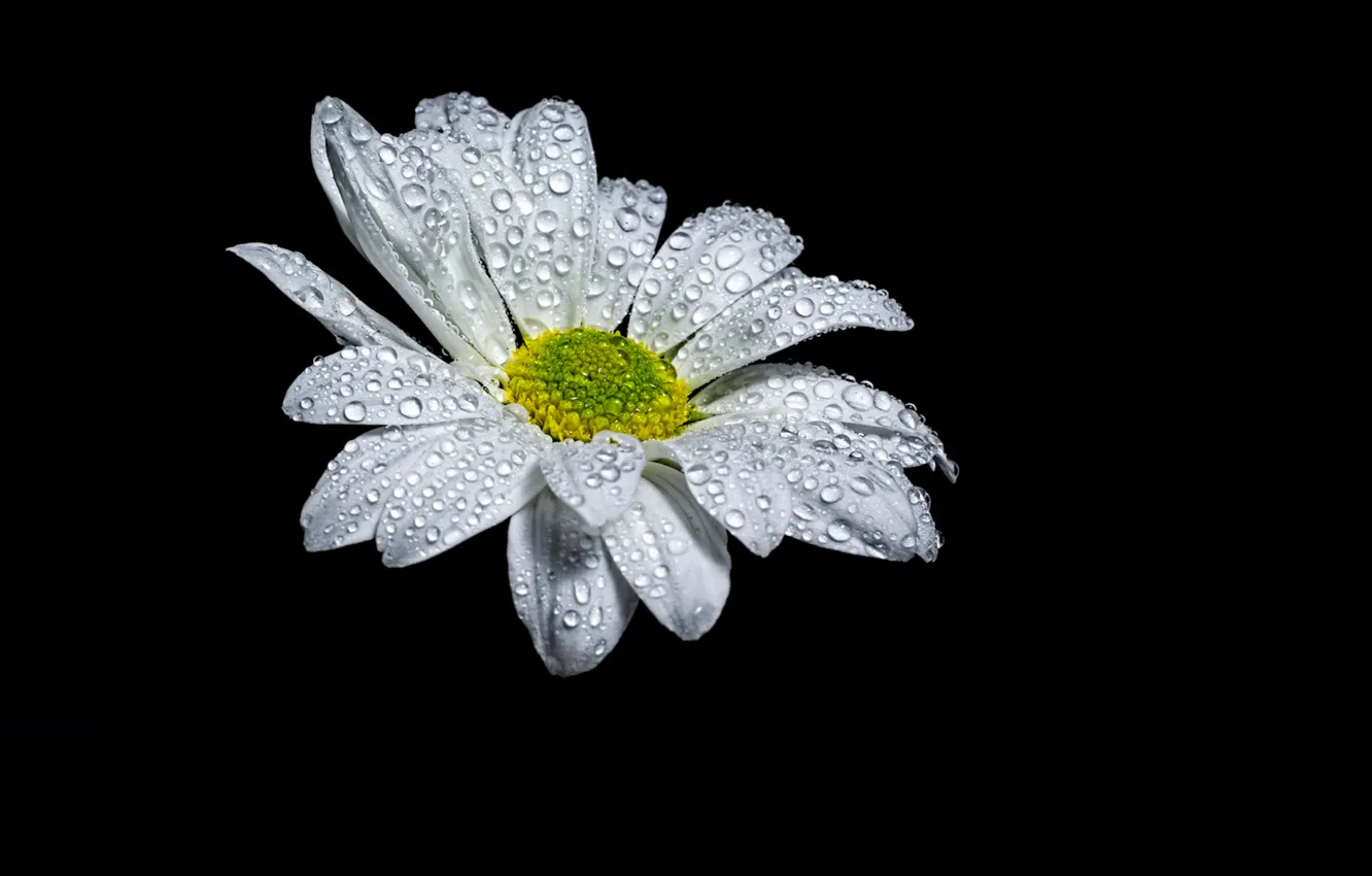 Photo wallpaper drops, light, flowers, Rosa, background, chamomile, shadow, petals