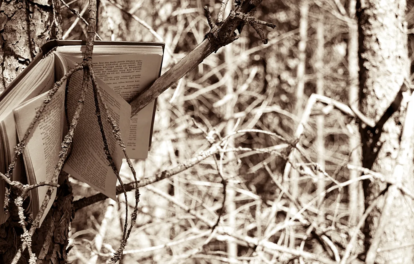 Photo wallpaper trees, branches, photo, book, Sunny