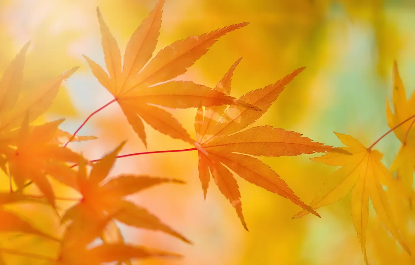 Photo wallpaper autumn, leaves, nature