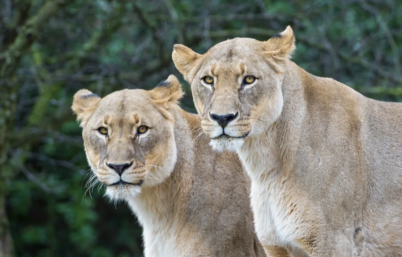 Photo wallpaper cat, pair, lioness, ©Tambako The Jaguar